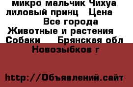 микро мальчик Чихуа лиловый принц › Цена ­ 90 - Все города Животные и растения » Собаки   . Брянская обл.,Новозыбков г.